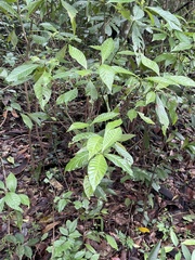 Sphaerodactylus notatus notatus