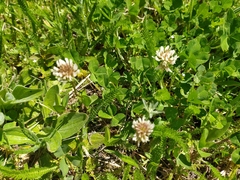 Trifolium repens