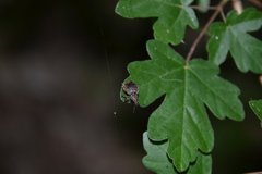 Liophloeus tessulatus