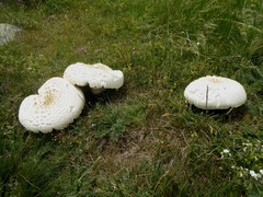 Agaricus crocodilinus