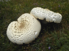 Agaricus crocodilinus