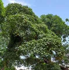 Magnoliopsida