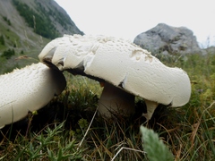 Agaricus crocodilinus