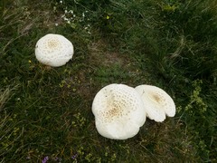 Agaricus crocodilinus