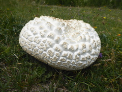 Agaricus crocodilinus
