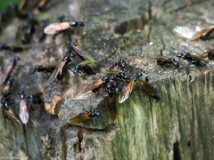Camponotus