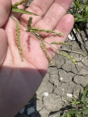 Urochloa ramosa