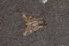 Mesapamea fractilinea