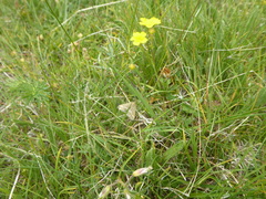 Pyrausta aerealis