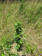 Eupatorium rotundifolium