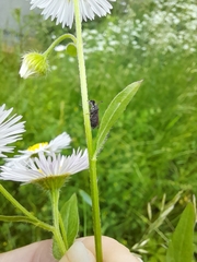 Insecta