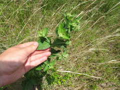 Eupatorium rotundifolium