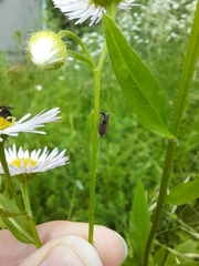 Insecta