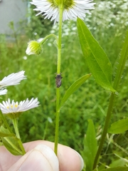 Insecta
