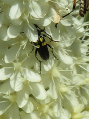Typocerus lunulatus