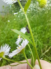 Insecta