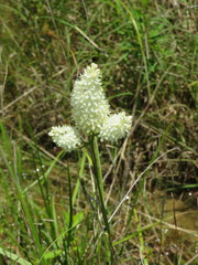 Stenanthium tennesseense