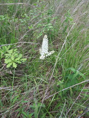 Stenanthium tennesseense