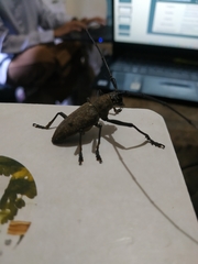 Pelargoderus bipunctatus