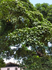 Magnoliopsida