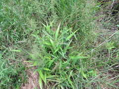 Dichanthelium polyanthes