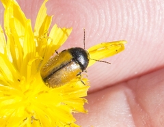Cryptocephalus rugicollis
