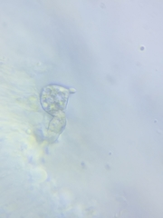 Resinomycena