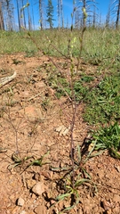 Chlorogalum grandiflorum