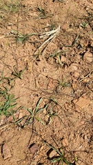 Chlorogalum grandiflorum