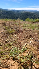 Chlorogalum grandiflorum