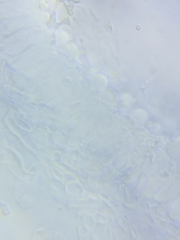 Resinomycena