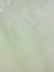 Resinomycena