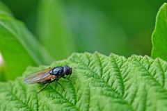 Cheilosia albitarsis