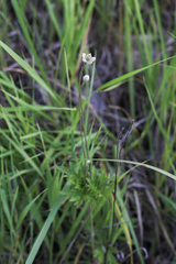 Anemone cylindrica