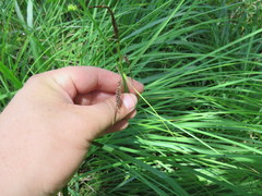Carex barrattii
