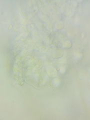 Resinomycena