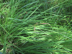 Carex barrattii