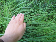Carex barrattii