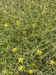 Hypericum triquetrifolium