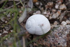 Xanthomelon saginatum