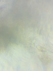 Resinomycena