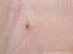 Eleocharis microcarpa