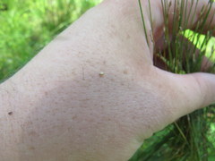 Eleocharis microcarpa