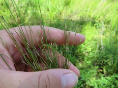 Eleocharis microcarpa