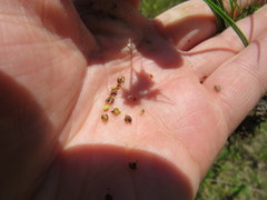 Rhynchospora recognita