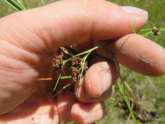 Rhynchospora recognita
