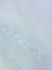 Resinomycena