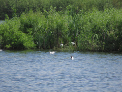 Chroicocephalus ridibundus