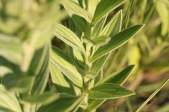 Lithospermum occidentale