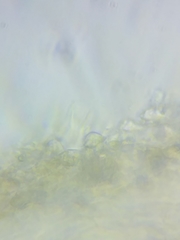 Resinomycena